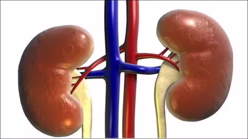 किडनी का समय और उपाय (Kidney Care: समय और उपाय)